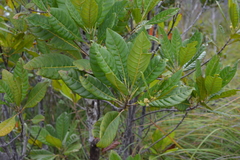 Spiraeanthemum meridionale