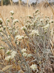 Eriogonum wrightii trachygonum