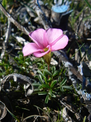 Oxalis glabra