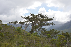 Agathis ovata