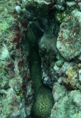 Gymnothorax miliaris