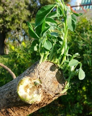 Crotalaria agatiflora