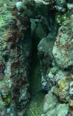 Gymnothorax miliaris