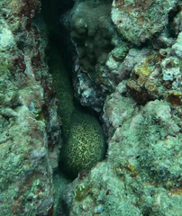 Gymnothorax miliaris