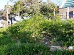 Crotalaria agatiflora