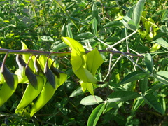 Crotalaria agatiflora