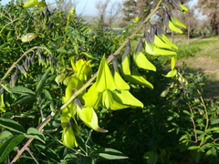 Crotalaria agatiflora