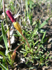 Oxalis glabra
