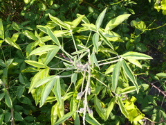 Crotalaria agatiflora
