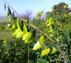 Crotalaria agatiflora