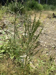 Rorippa barbareifolia