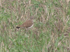 Vanellus melanopterus minor
