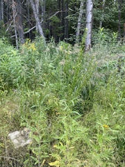 Rorippa barbareifolia