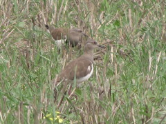 Vanellus melanopterus minor