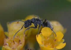 Polyrhachis guerini