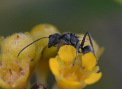 Polyrhachis guerini