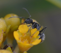 Polyrhachis guerini