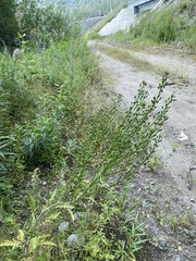 Rorippa barbareifolia