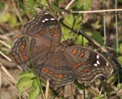 Junonia natalica natalica