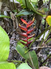 Heliconia champneiana