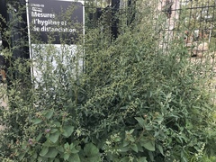 Chenopodium album