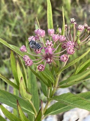 Megachile texana