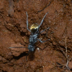 Polyrhachis guerini