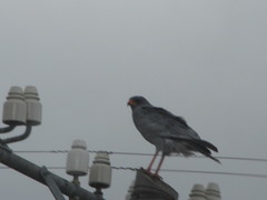 Melierax canorus canorus