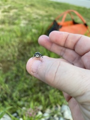 Megachile texana
