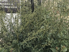 Chenopodium album