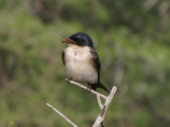 Hirundo dimidiata dimidiata