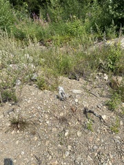 Elymus sibiricus