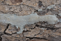 Agathis ovata