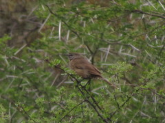 Cercotrichas coryphoeus coryphoeus