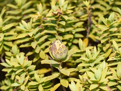 Veronica glaucophylla