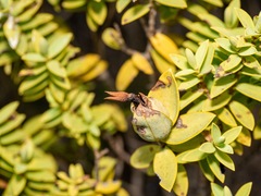 Veronica glaucophylla