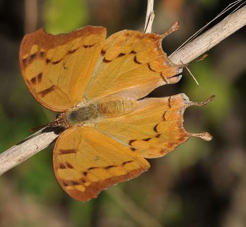 Club-tailed Squire