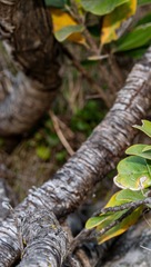 Veronica glaucophylla