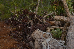 Agathis ovata