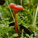 Hygrocybe glacialis - Photo (c) natvik, some rights reserved (CC BY-NC), uploaded by natvik