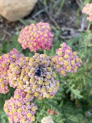 Megachile texana