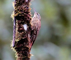 Streak-Headed Woodcreeper photo 2