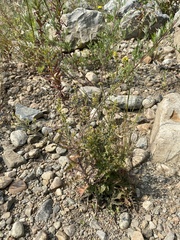 Rorippa barbareifolia