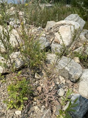 Rorippa barbareifolia