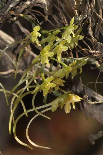 Mystacidium pusillum