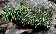 Loxogramme dictyopteris