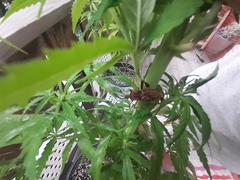 Leptoglossus clypealis