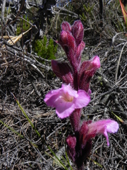 Harveya pauciflora