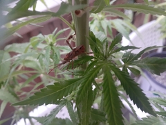 Leptoglossus clypealis