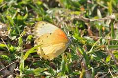 Belenois thysa thysa